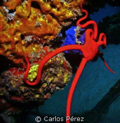 Red Serpent Star @ Crash Boat Beach Aguadilla PR by Carlos Pérez 